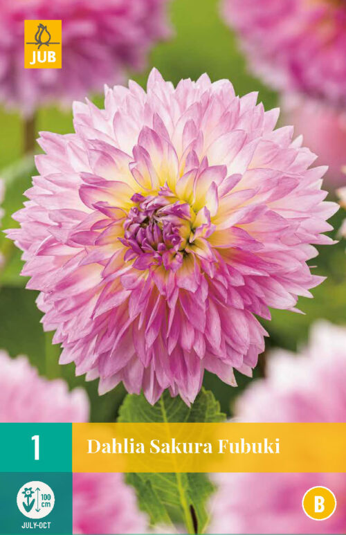 Dahlia Sakura Fubuki 1st.