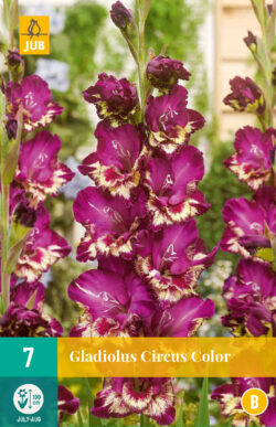 Gladiool Circus Color 7st.