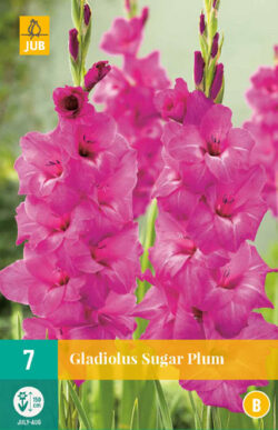 Gladiool Sugar Plum 7st.