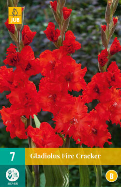 Gladiool Fire Cracker 7st.