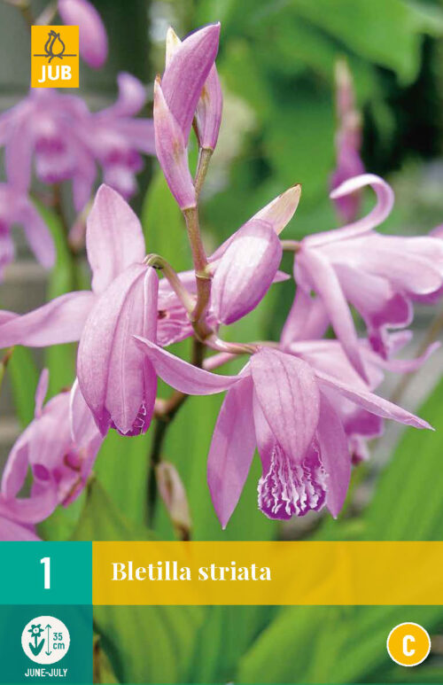 Bletilla Striata