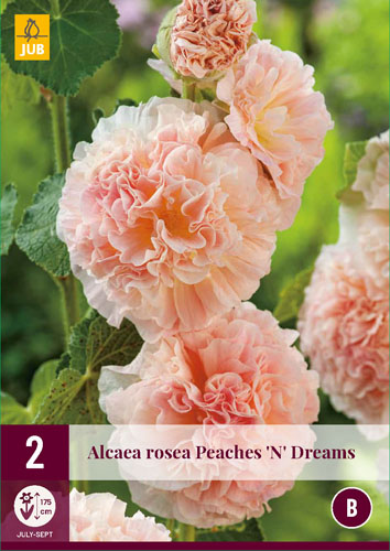 Alcea Rosea Peaches 'n Dreams 2st.