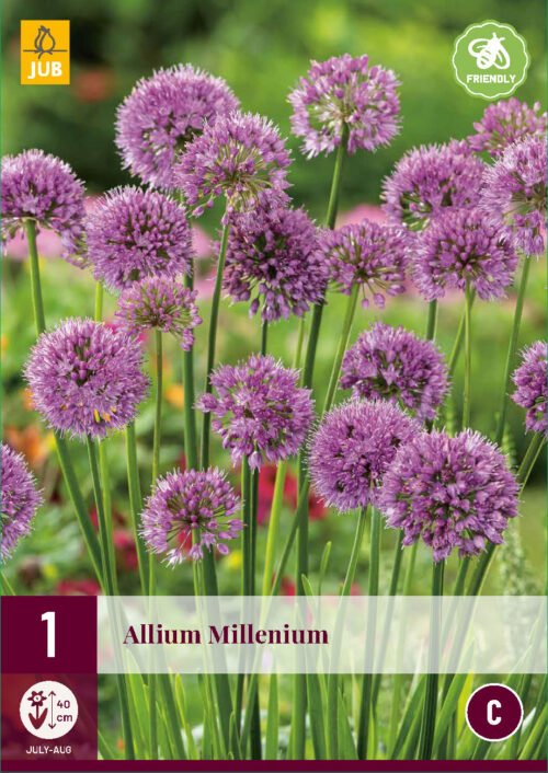 Allium Millenium