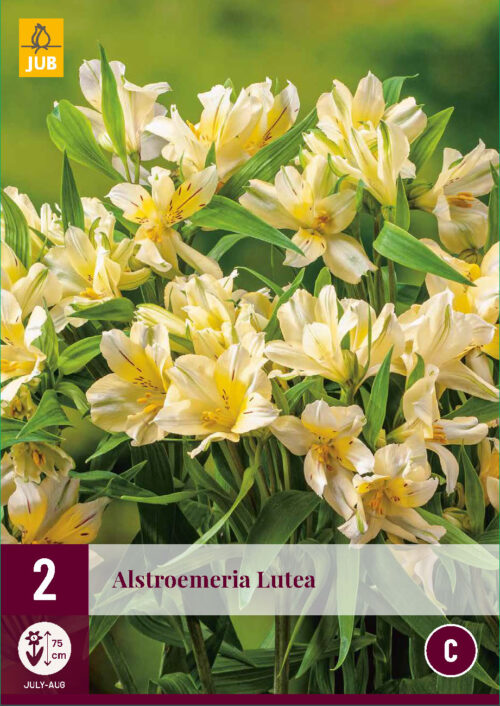 Alstroemeria Lutea