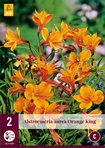 Alstroemeria Aurea Orange King