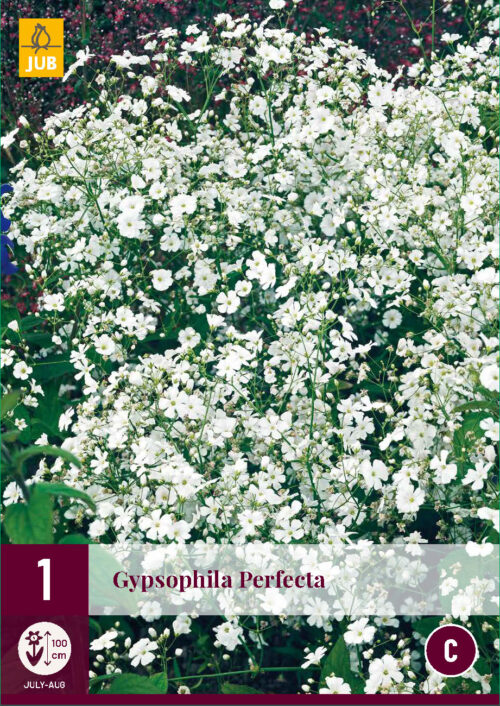 Gypsophila Perfecta