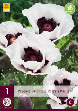 Papaver Orientale Perry's White 1st.