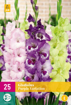 Gladiool Purple Variation