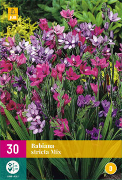 Babiana Stricta Mix 30st.