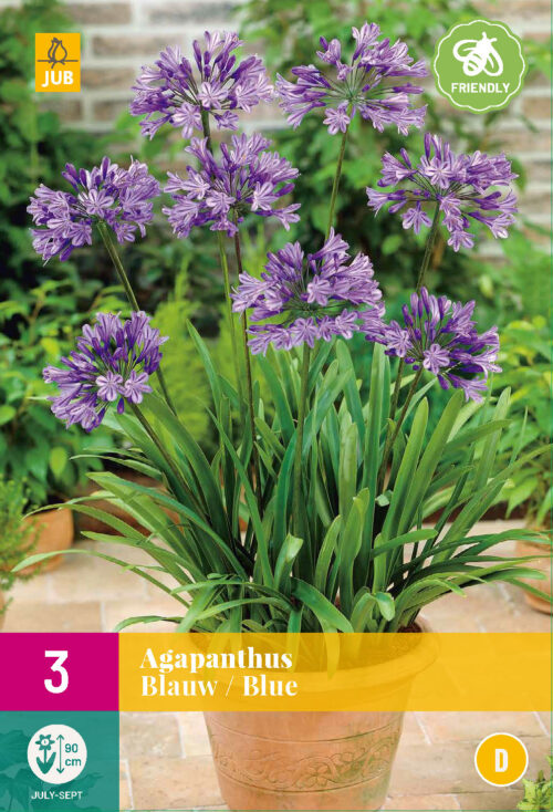 Agapanthus Blue