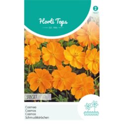 HT Cosmos, Cosmea Sunset Oranje-Rood