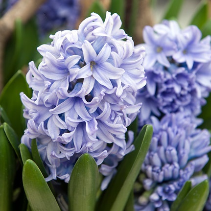 Hyacint Delft Blue