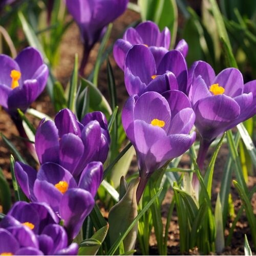 Krokus Ruby Giant