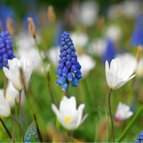 Muscari Armeniacum