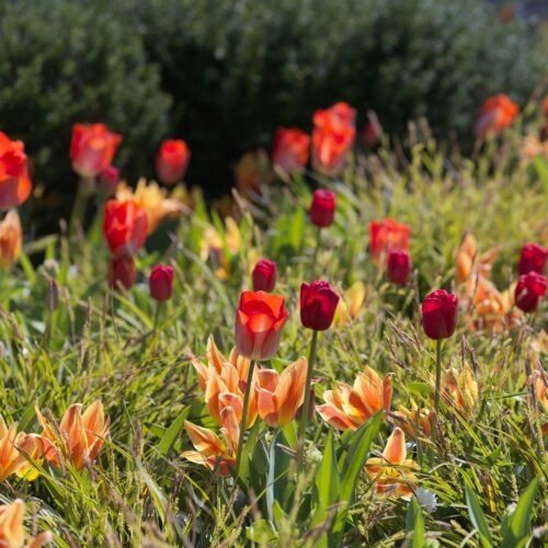 Bloembollen Tulpen Golden Artist