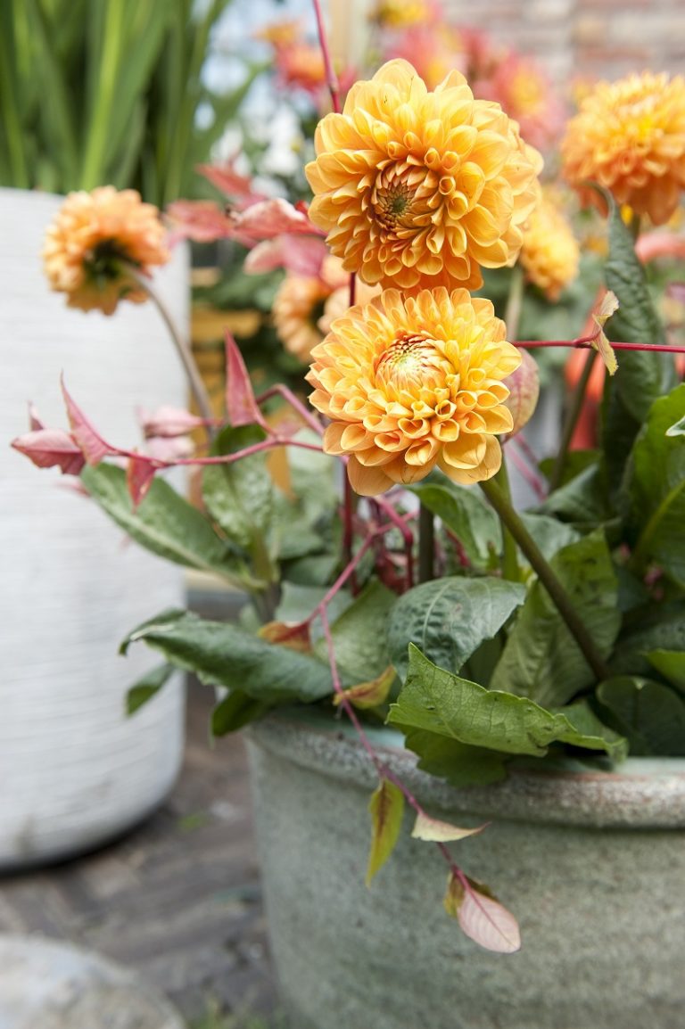 Dahlia Gallery Pablo Bloembollen