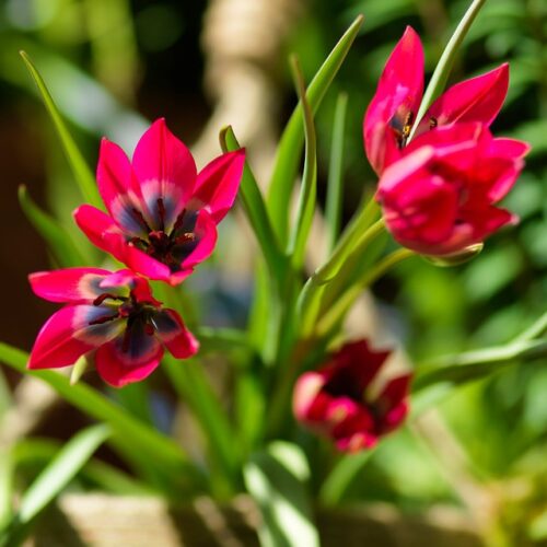 Tulp little beauty