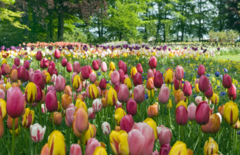Bloembollen in Nederland