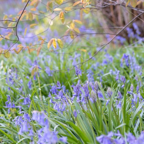 Hyacinthoides