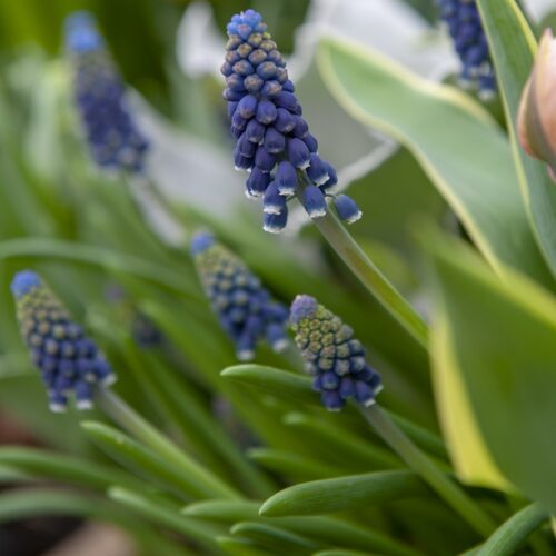 Bloembollen Muscari Night Eyes