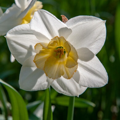 Narcis Papillon Blanc