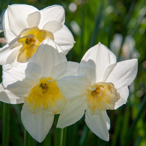 Narcis Papillon Blanc
