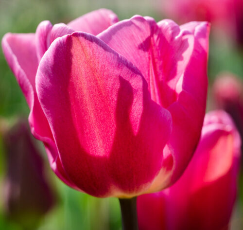 Tulp van Eijk