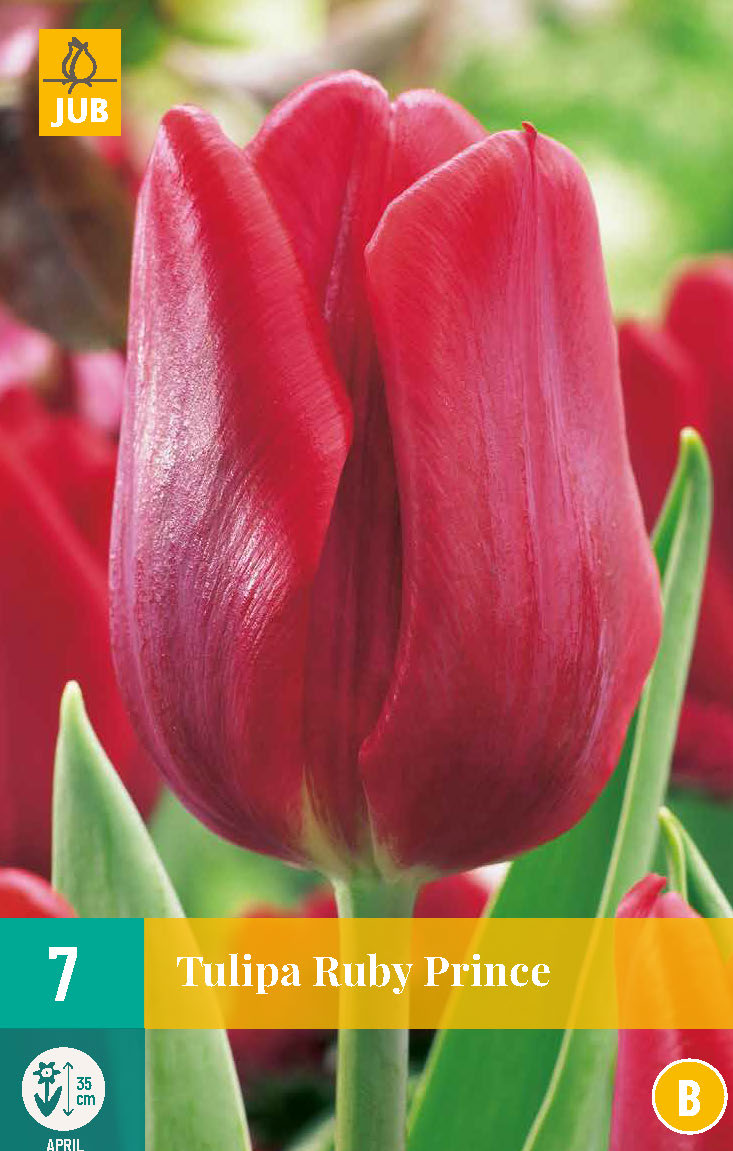 Tulpen Ruby Prince 7st.