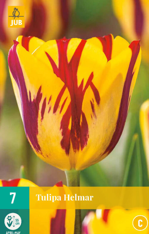 Tulpen Helmar 10st.