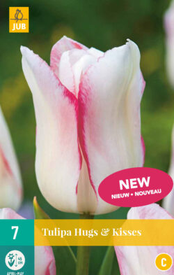 Tulp Hugs & Kisses