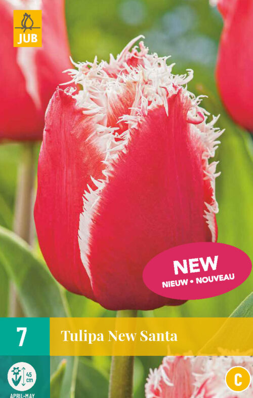 Tulp New Santa 7st.