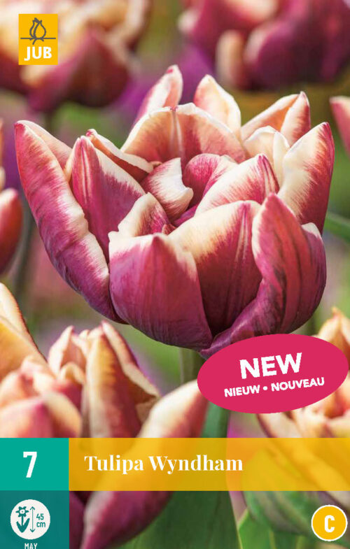 Tulp Wyndham 7st.