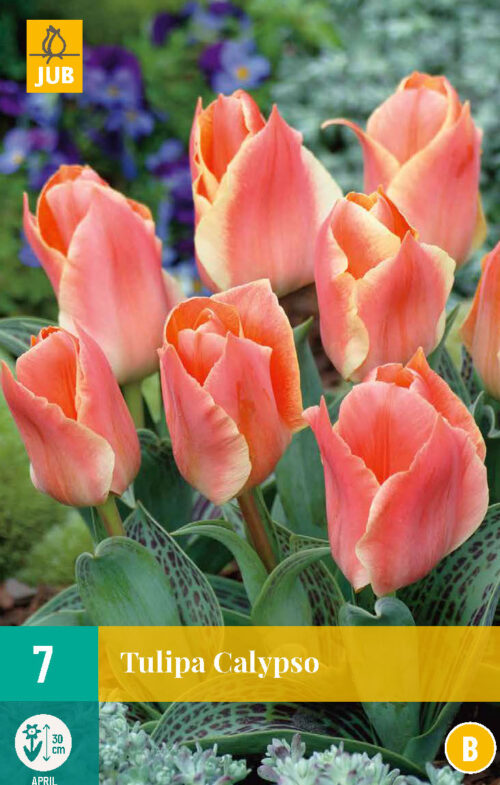 Tulpen Calypso 7st.