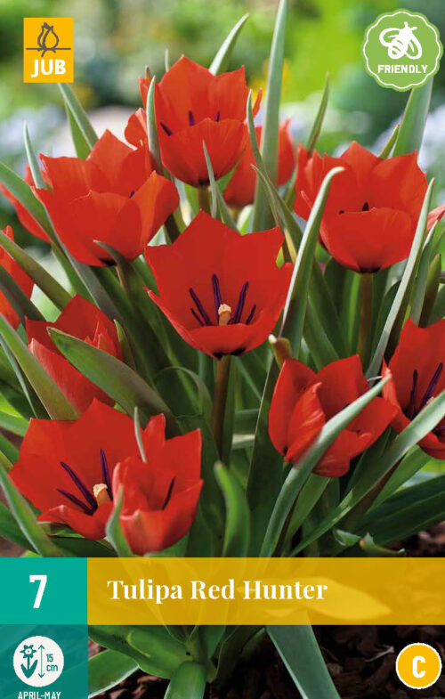 Tulpen Red Hunter 7st.