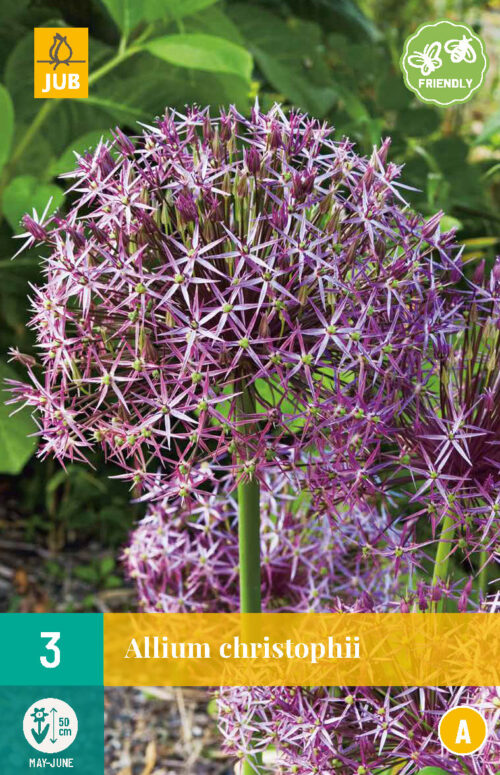 Allium Christophii 3st.