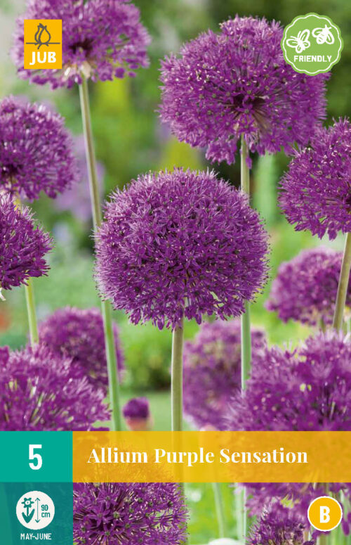 Allium Purple Sensation 5st.