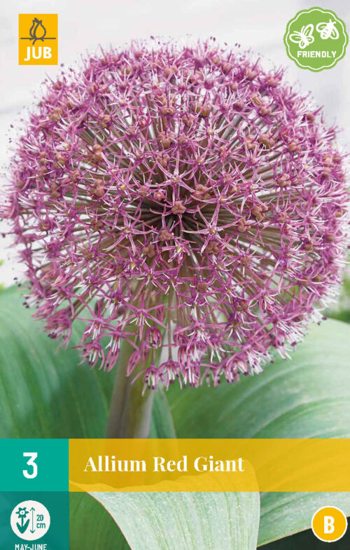 Allium Red giant 3st.