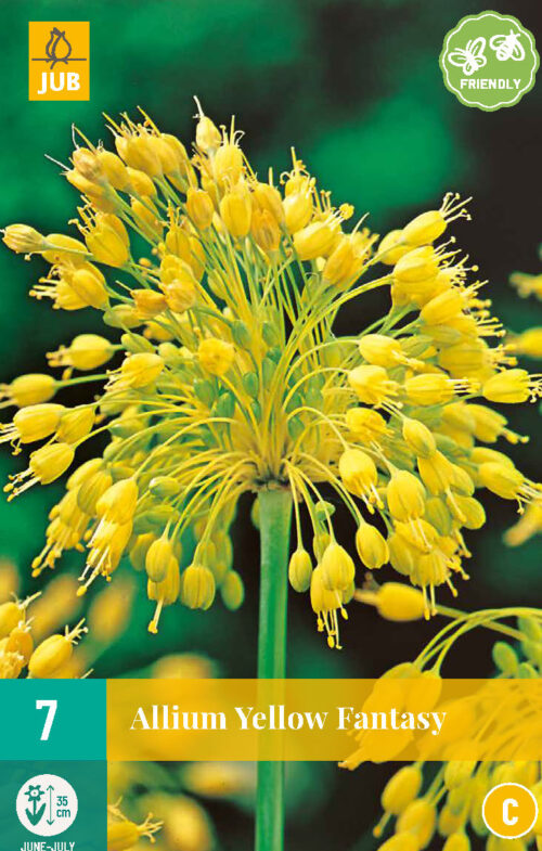 Allium Yellow Fantasy