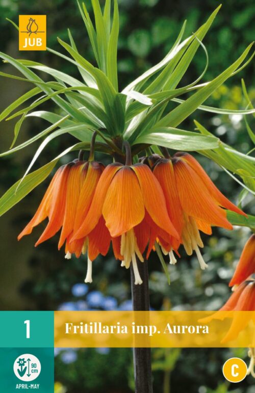 Fritillaria Imperialis Aurora 1st.