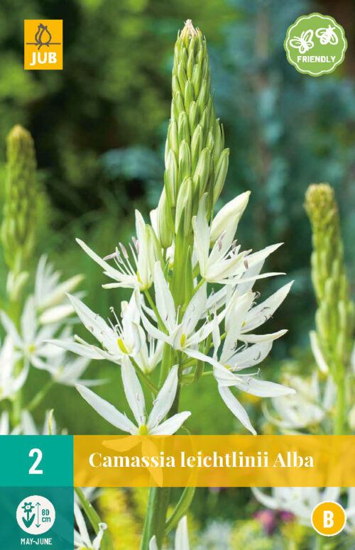 'Camassia Leichtlinii Alba 2st.