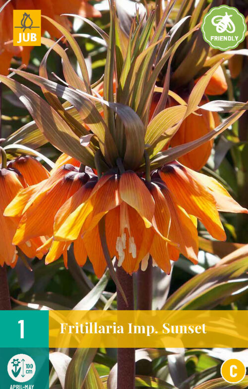 Fritilaria Imperialis Sunset 1st.