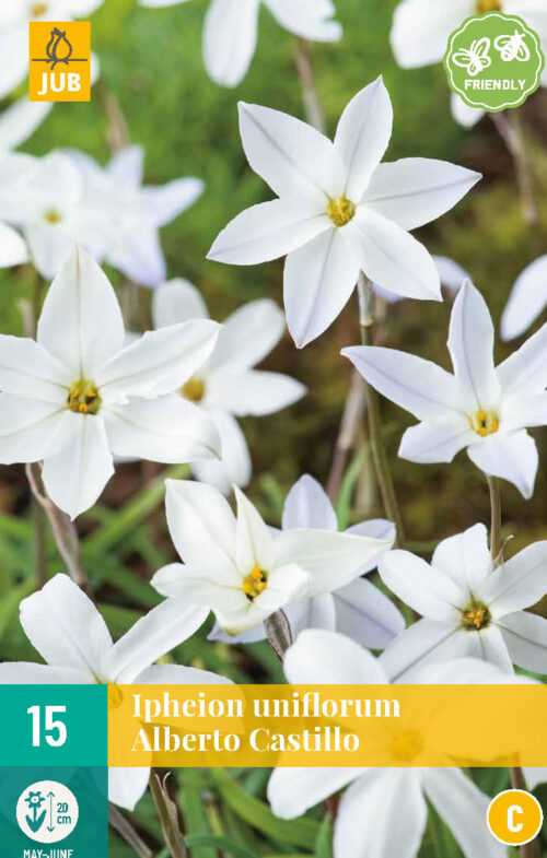 Ipheion Uniflorum Alberto Castillo 15st.