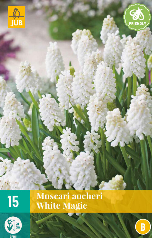 Muscari White Magic 15st.