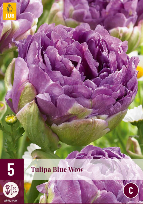 Tulp Blue Wow 5st.