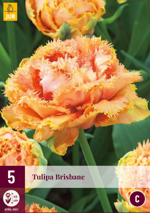 Tulp Brisbane 5st.