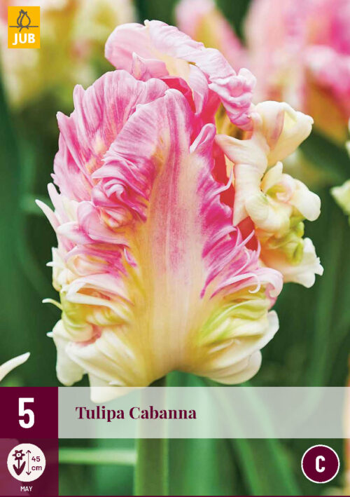 Tulpen Cabanna 5st.