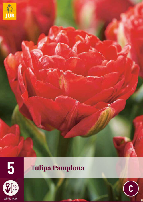 Tulpen Pamplona 5st.