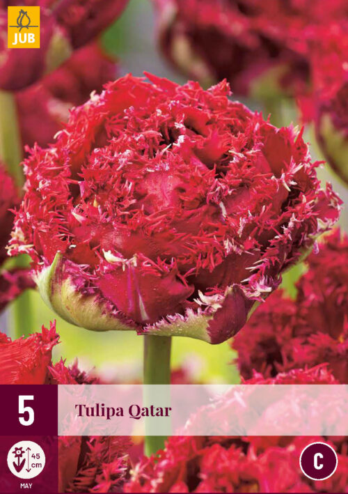 Tulp Qatar