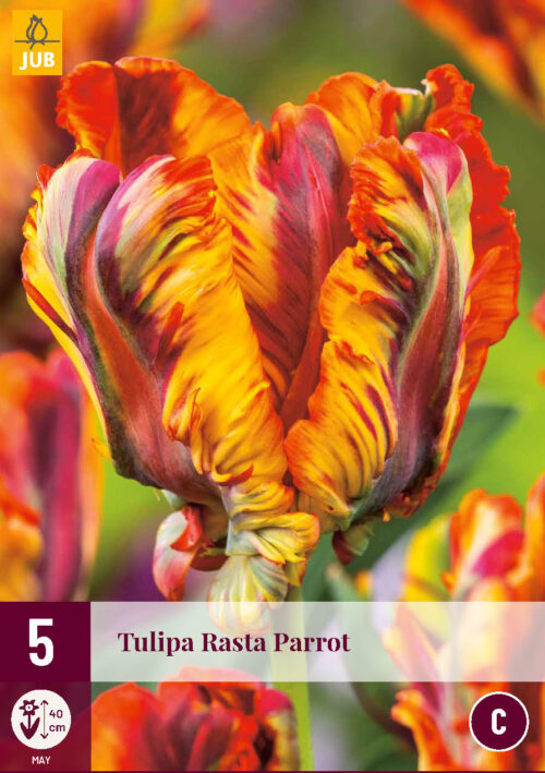 Tulpen Rasta Parrot 5st.