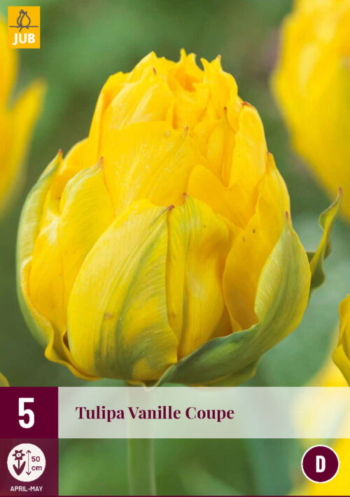 Tulp Vanilla Coupe